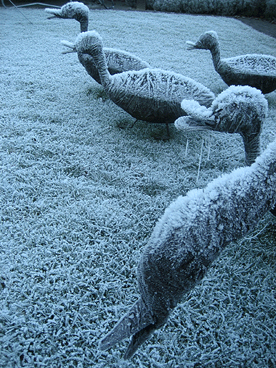 Picture: ../upload/IMG-1690.gif