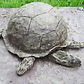 Schildpad in Powertex