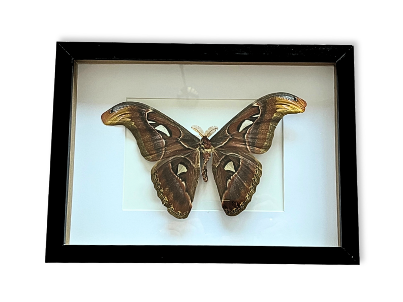 Picture: ../upload/IMG-21928.png