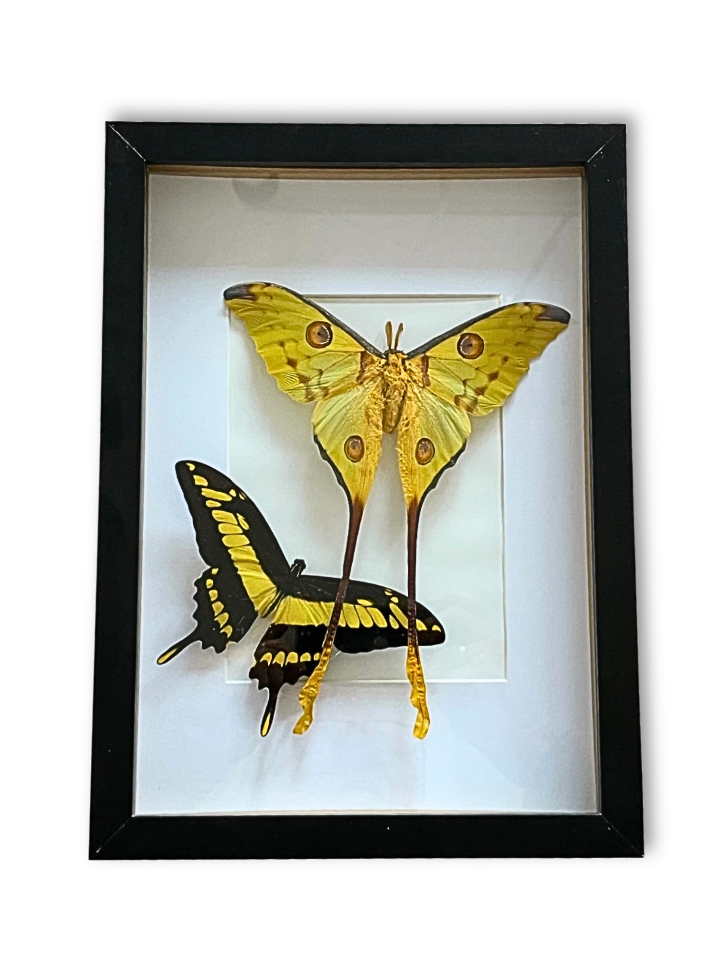 Picture: ../upload/IMG-21929.png